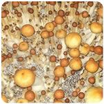 Псилоцибиновые (галлюциногенные)  грибы Psilocybin "Golden Teacher" в Чусовом