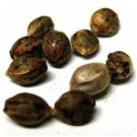 Семена марихуаны АК-47  (Seeds AK-47) в Чусовом